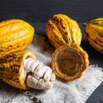 El cacao tiene su origen en tierras ecuatorianas