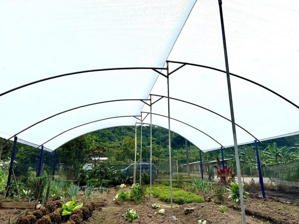 Producción en la parroquia de Panguintza de Centinela del Cóndor