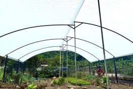 Producción en la parroquia de Panguintza de Centinela del Cóndor