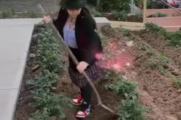 Familia ecuatoriana cultiva papas en su jardín en Estados Unidos y se desata una lluvia de comentarios