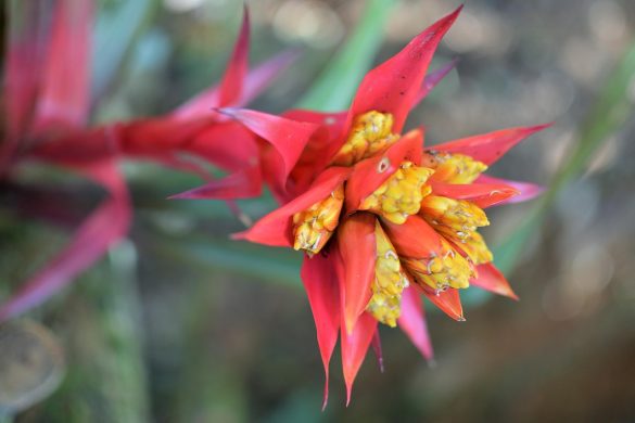 “¡Increíble! Cientificos descubren una nueva especie de planta que florece cada 100 años”