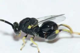 Zamora Chinchipe: Descubren en el Podocarpus una avispa clave para el control de plagas agrícolas