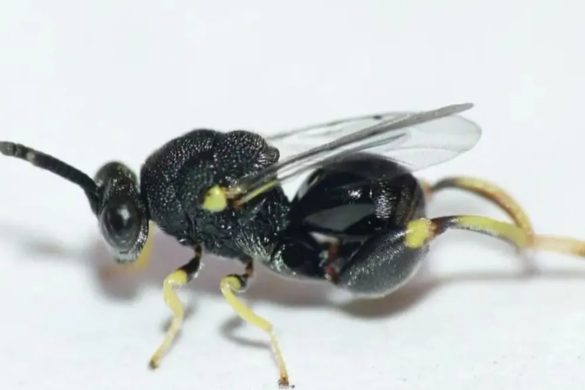 Zamora Chinchipe: Descubren en el Podocarpus una avispa clave para el control de plagas agrícolas